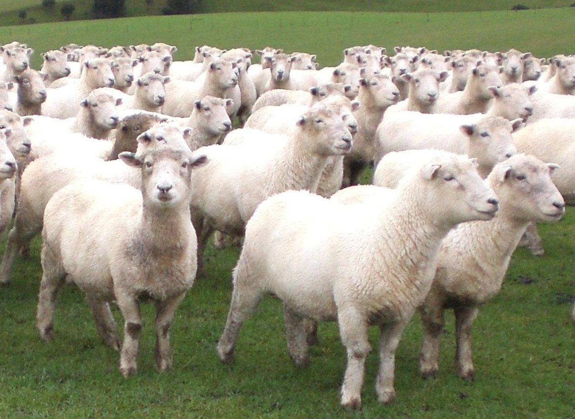Electronic ASDs touted for sheep mobs - Country-Wide Magazine