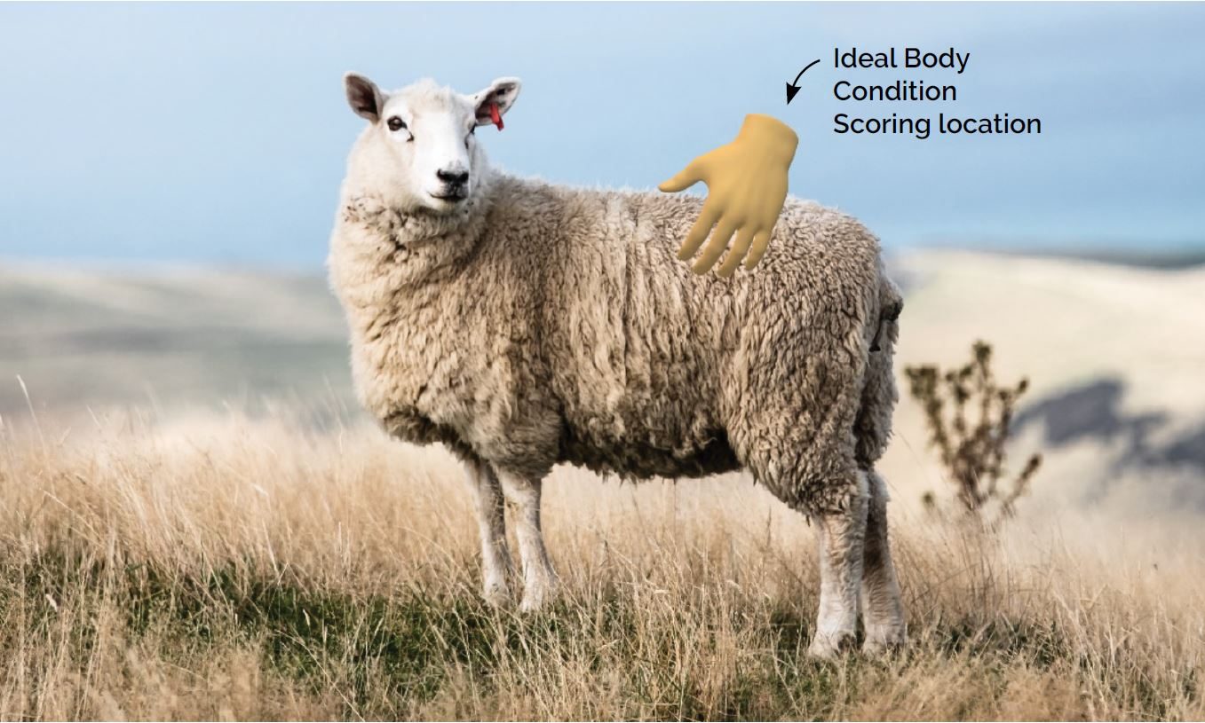 Body condition scoring sheep - Country-Wide