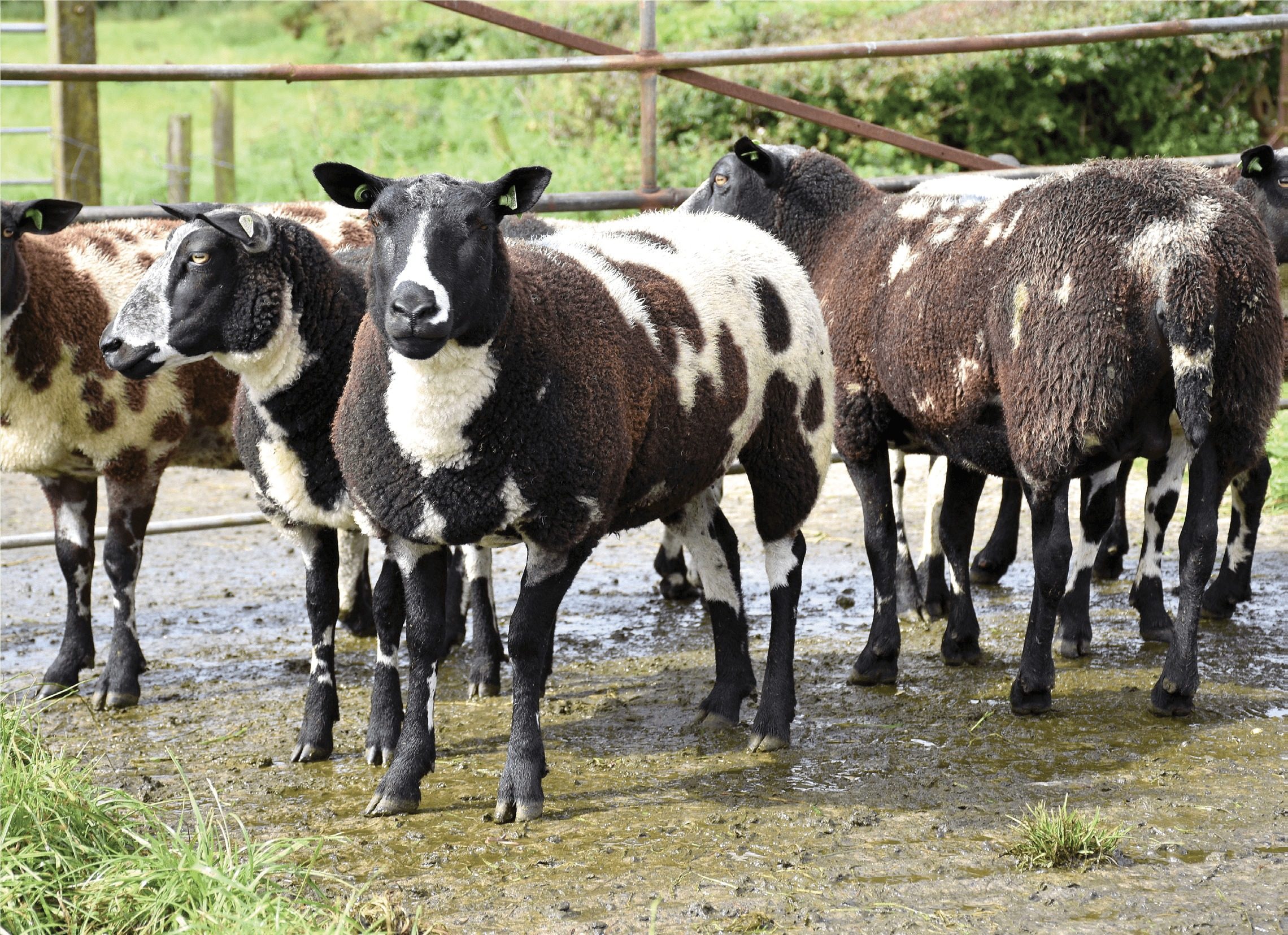 Dutch sheep breed shows promise - Country-Wide Magazine