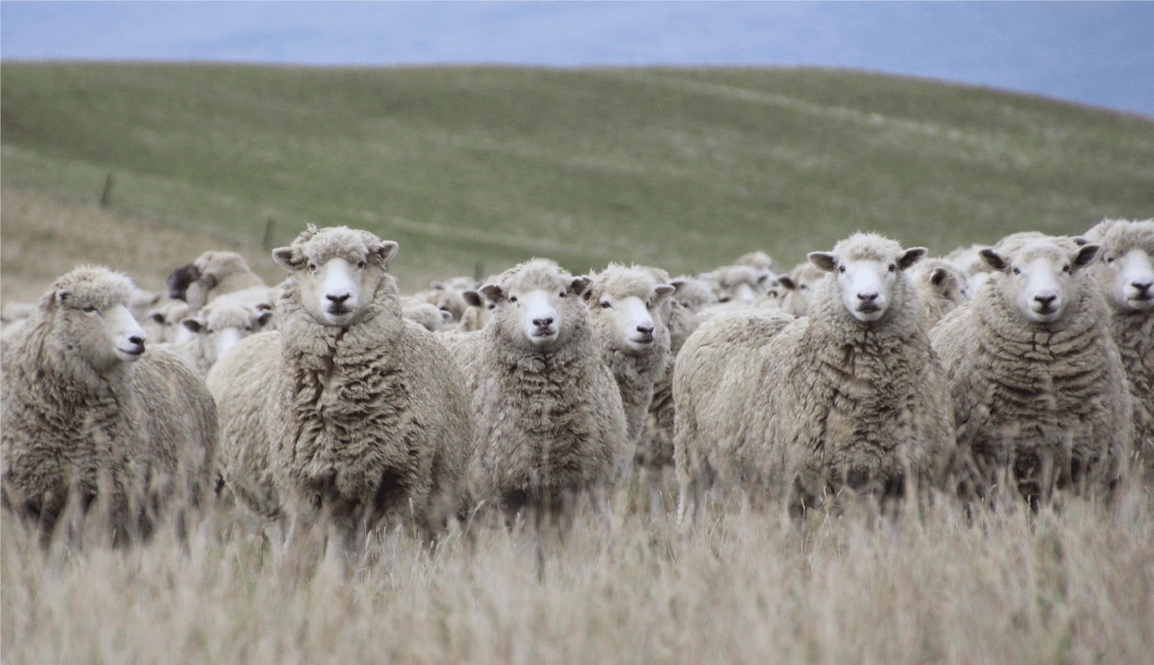 Profitable crossbred sheep farming CountryWide Magazine