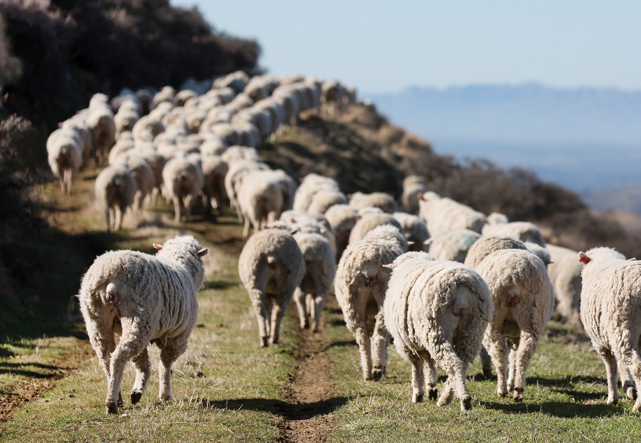 feed-em-like-dairy-cows-countrywide