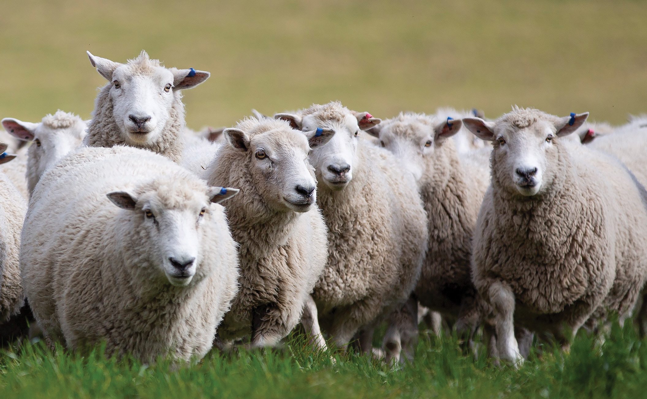 Lousy sheep are a big deal - CountryWide