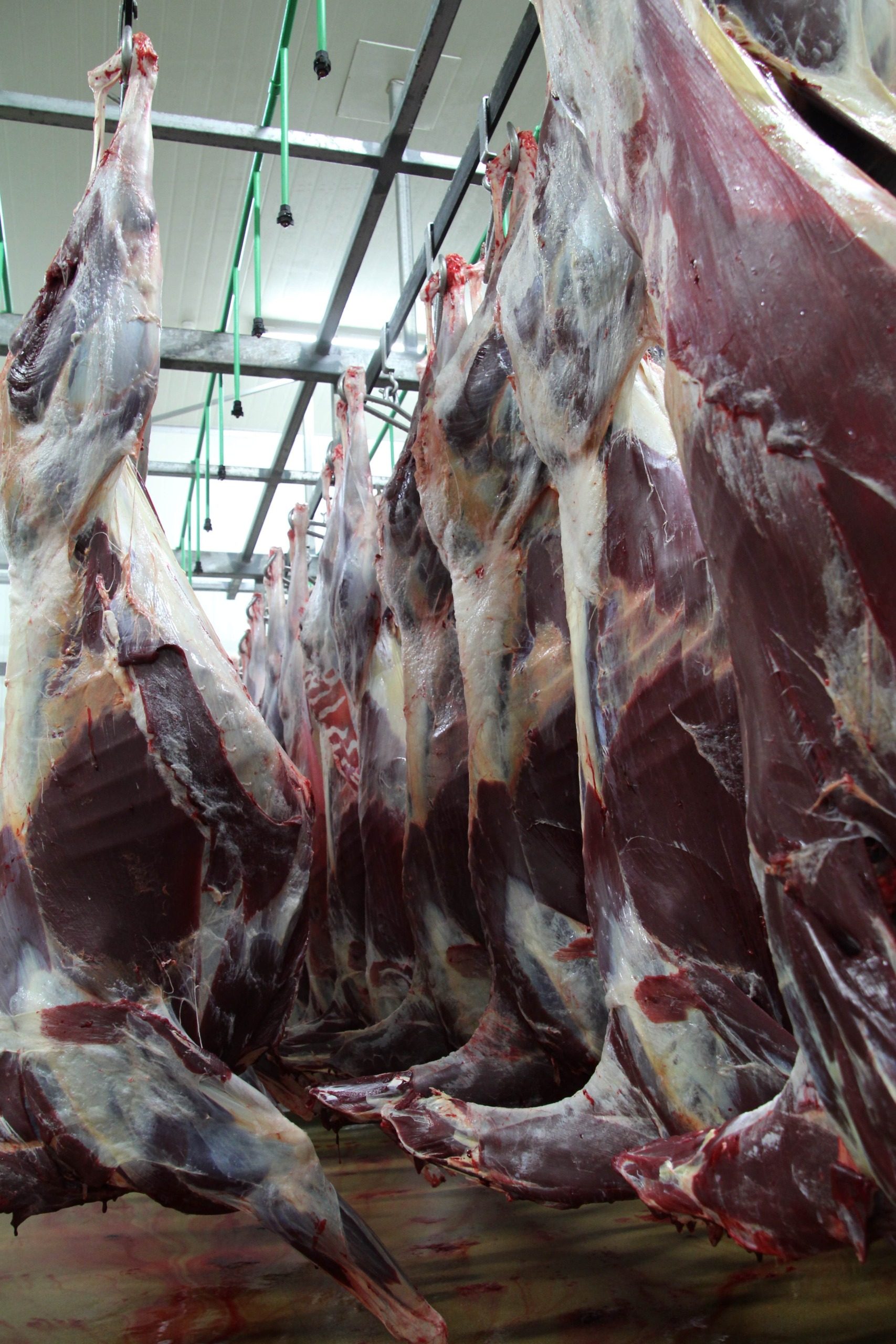 Why not 30kg carcase lambs? - CountryWide