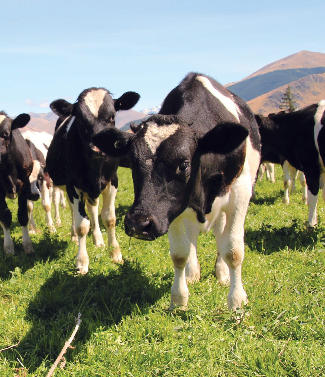 What is a dairybeef calf worth? CountryWide Magazine