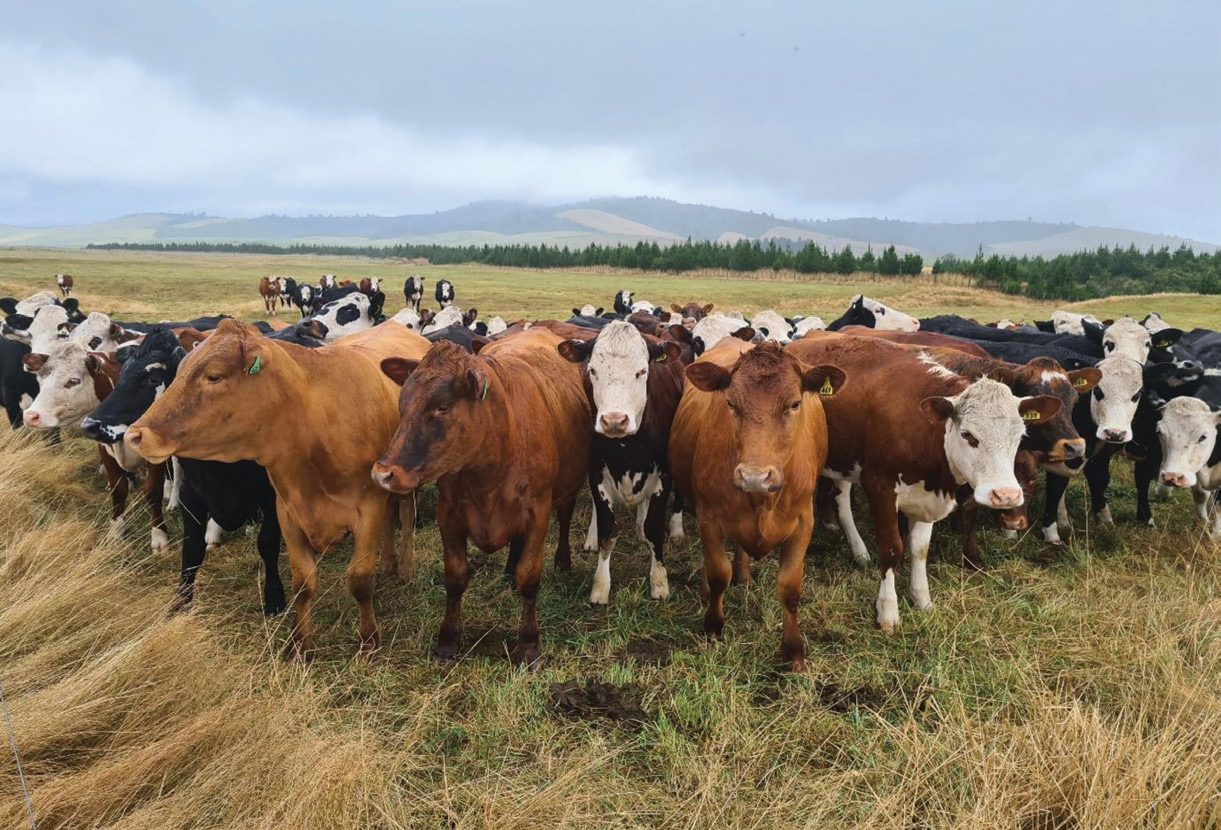 The NZ beef oyster season CountryWide Magazine