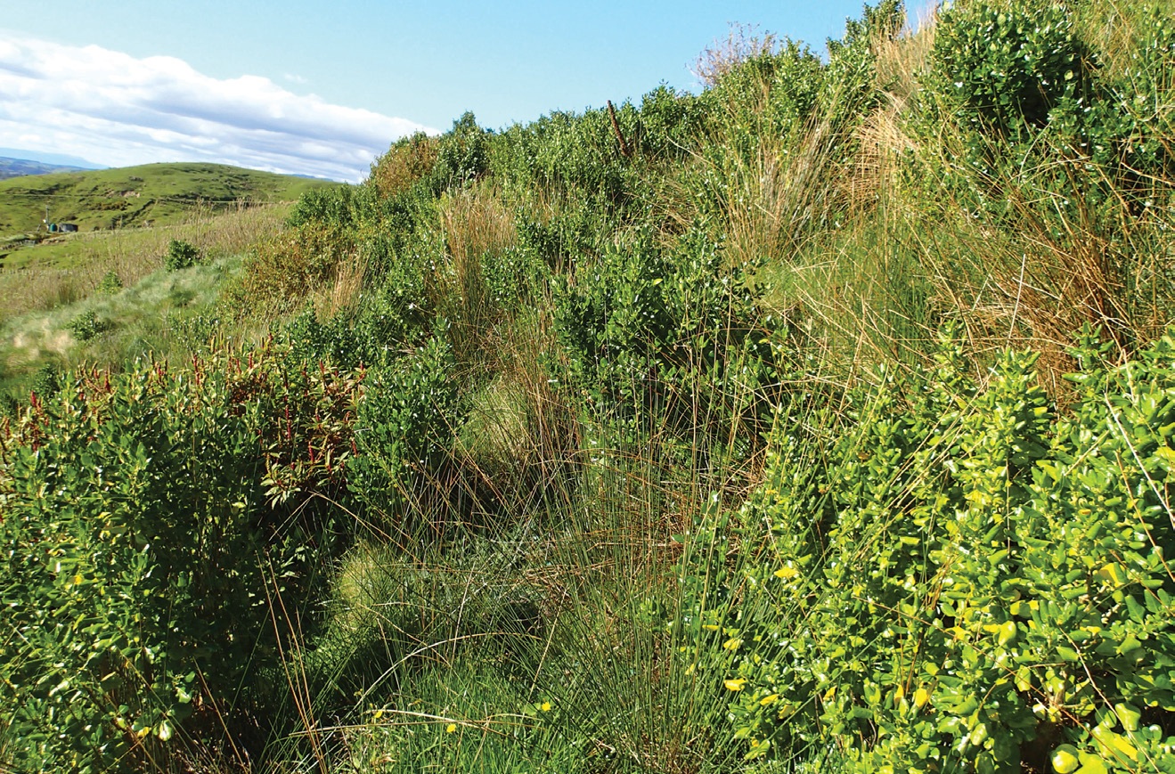 Potential for native shrubs - CountryWide