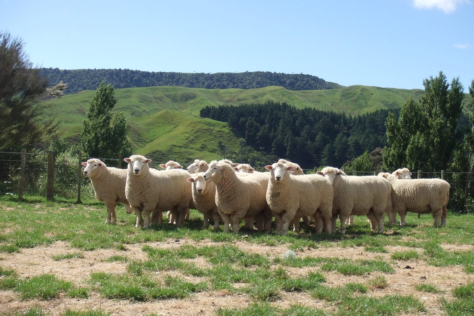 Beef + Lamb New Zealand works to tackle facial eczema - Country-Wide