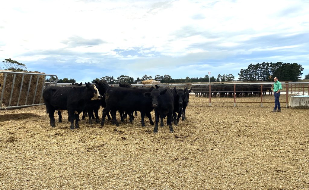 Better cattle handling: For people, product and perception - CountryWide