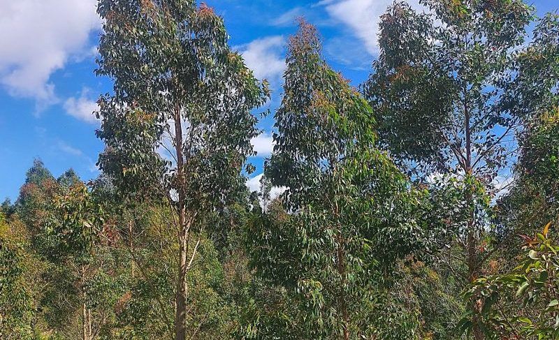 Integrating Forestry Into Sheep & Beef Farming - CountryWide