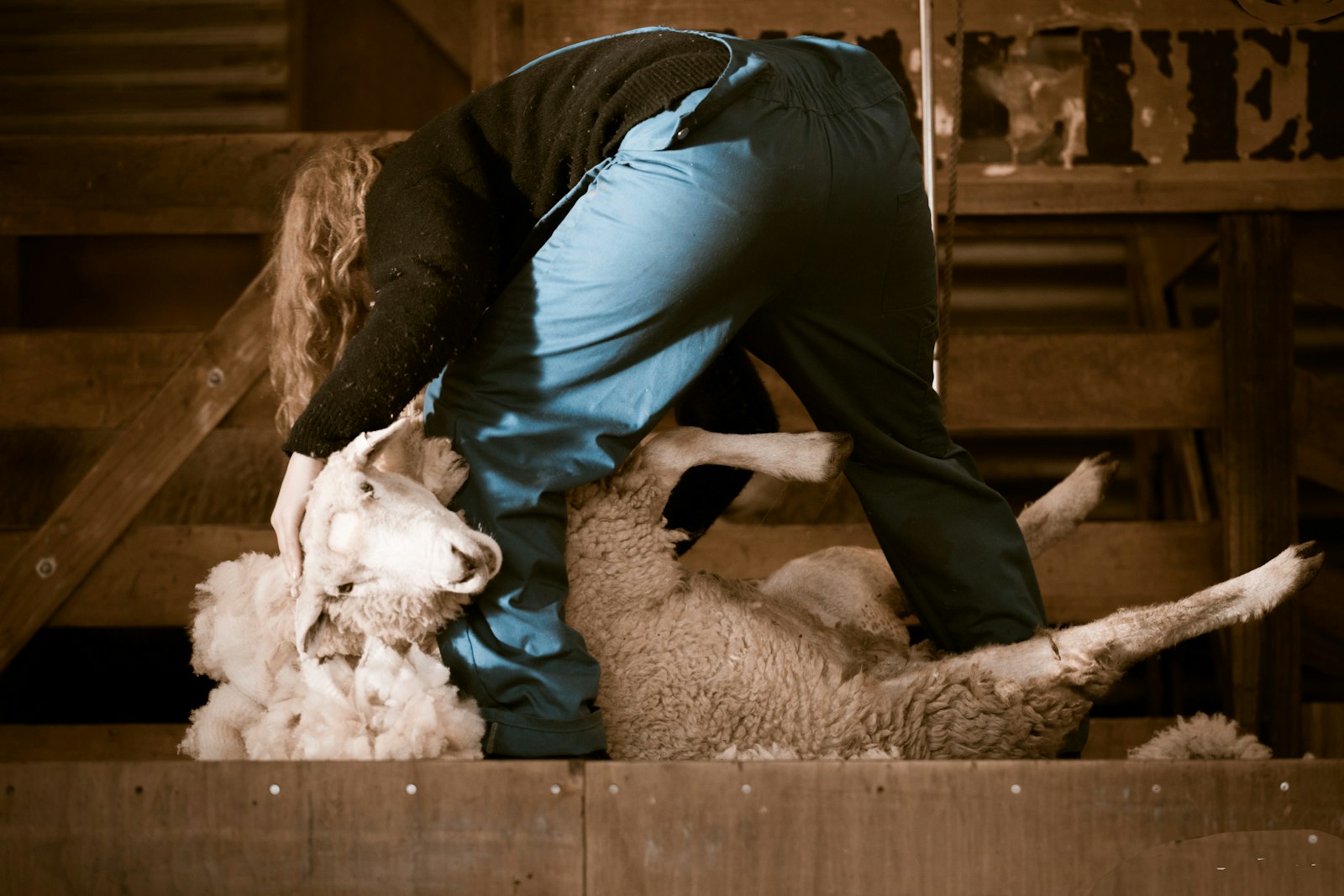 A shearer shearing a sheep in a woolshed