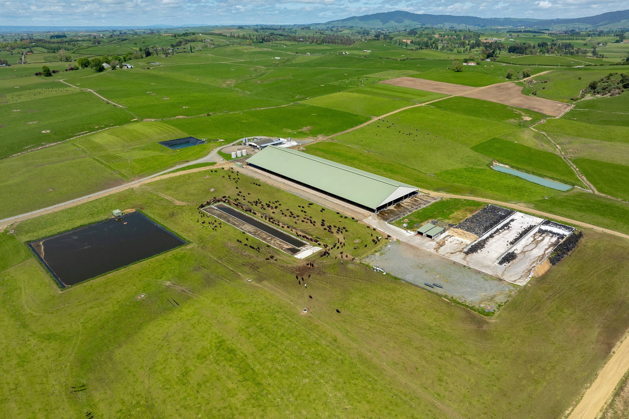 Aerial view of a dairy farm with a covered barn, effluent pond and green paddocks