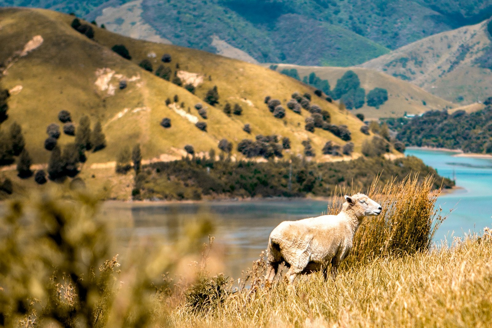 A sheep standing on a dry hillside above a lake