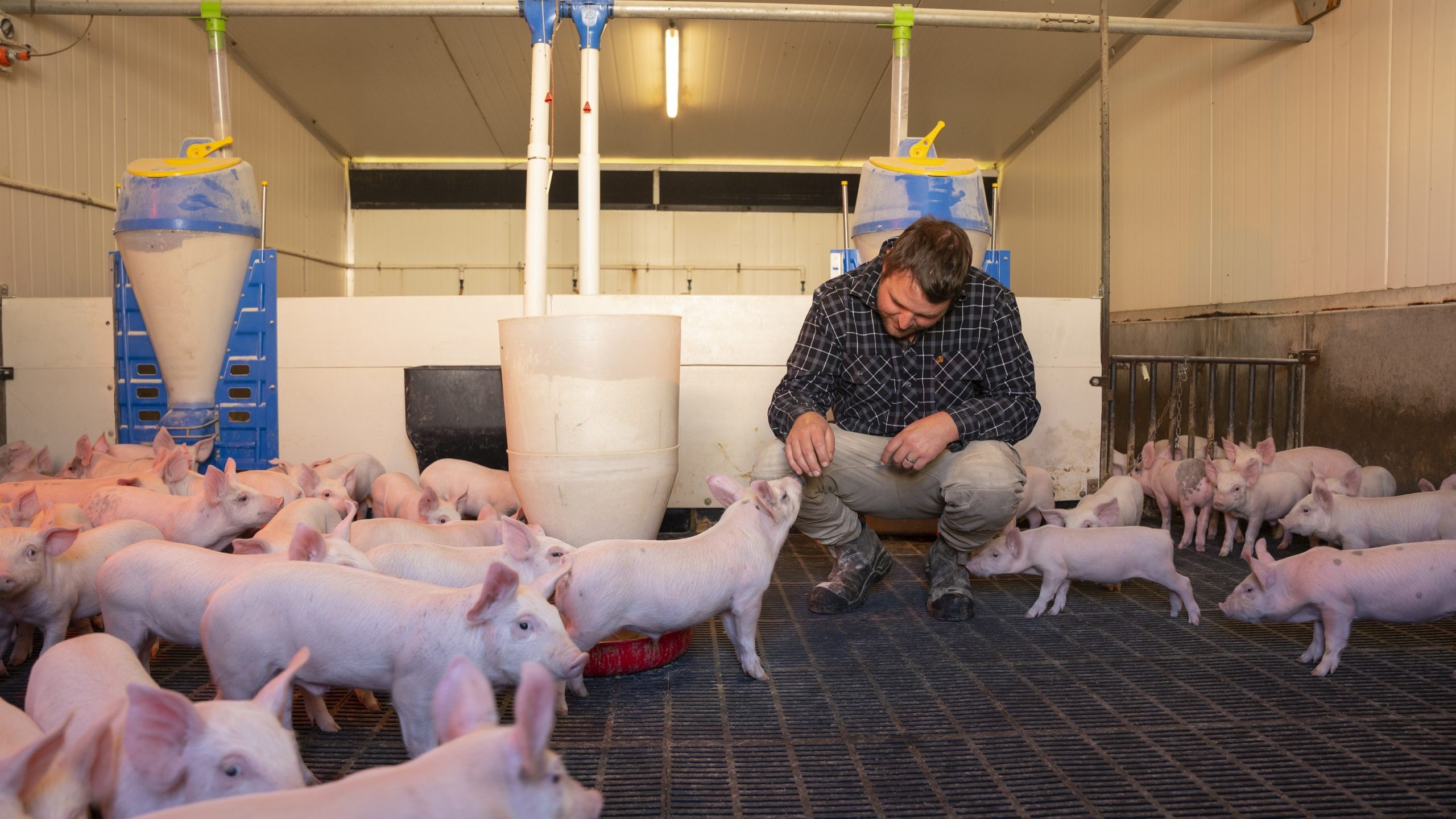A farmer crouching among piglets in an indoor pig pen