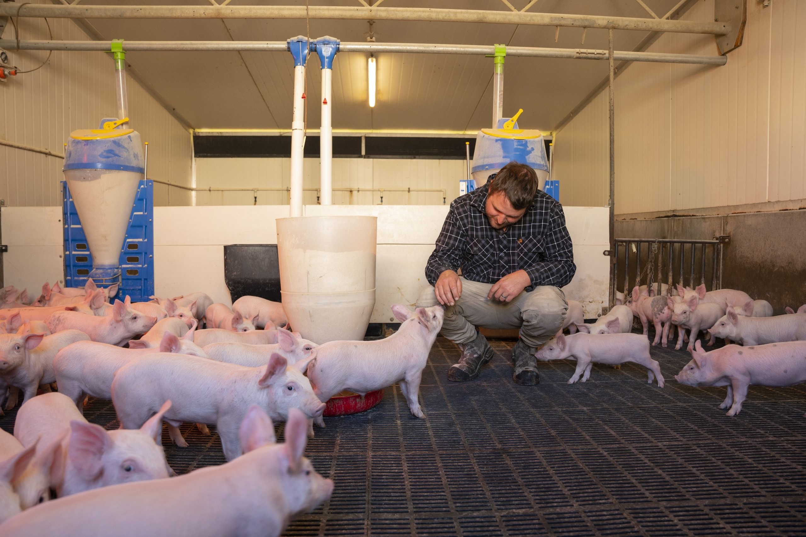A farmer crouching among piglets in an indoor pig pen