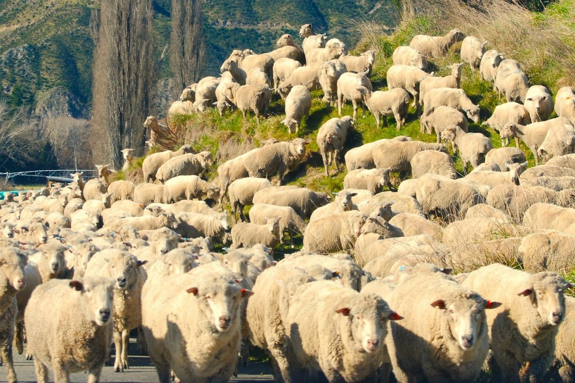 A large flock of sheep walking down a road