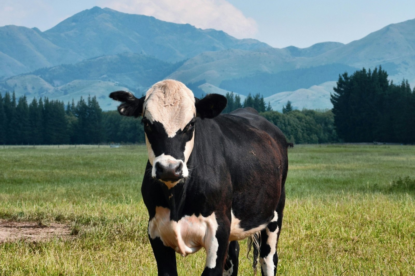A black and white cow in a green paddock with mountains behind