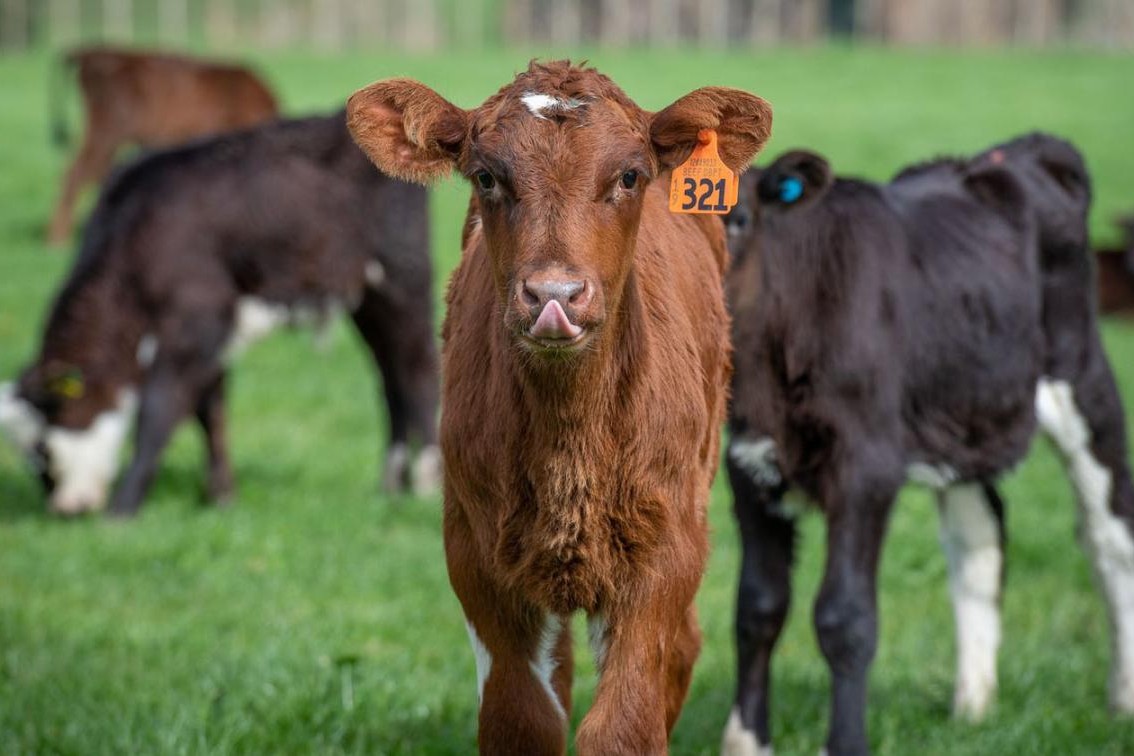 Beef-on-dairy calves in a paddock, one with an orange ear tag