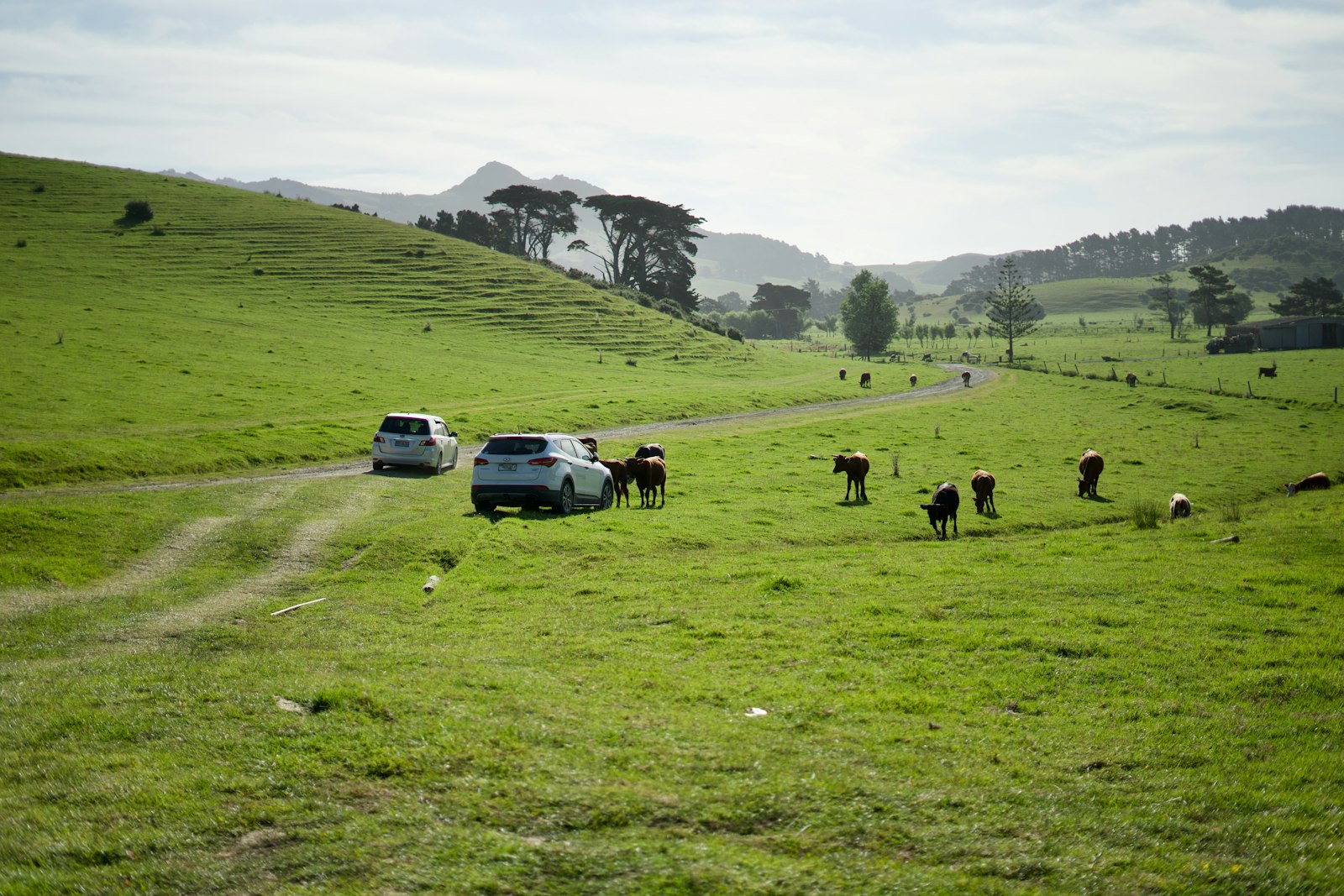 A herd of cattle walking across a lush green paddock